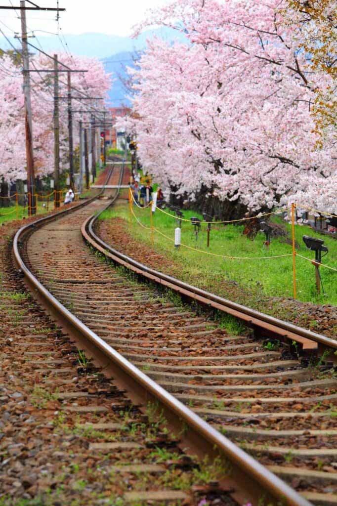 railroad tracks with cherry blossom trees
